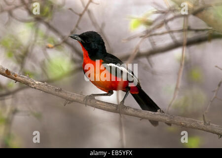 Crimson-Breasted Shrike (Lanarius Atrococcineus) - Mushara Outpost, in der Nähe von Etosha Nationalpark, Namibia, Afrika Stockfoto