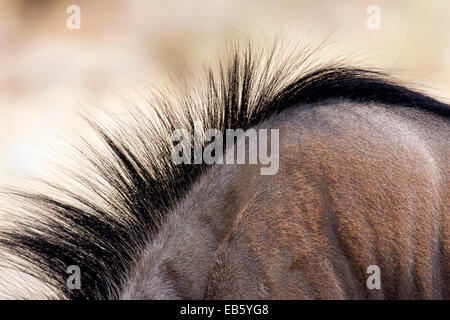 Blaue Gnus (Connochaetes Taurinus) abstrakt - Etosha Nationalpark - Namibia, Afrika Stockfoto