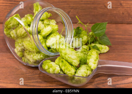 Beulen oder Blütenstand Hopfen gewöhnlichen Stockfoto