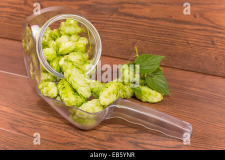 Beulen oder Blütenstand Hopfen gewöhnlichen Stockfoto