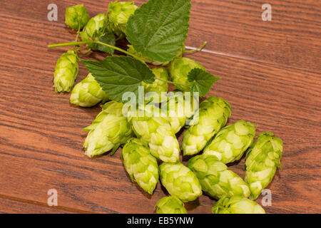 Beulen oder Blütenstand Hopfen gewöhnlichen Stockfoto