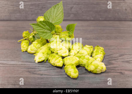 Beulen oder Blütenstand Hopfen gewöhnlichen Stockfoto