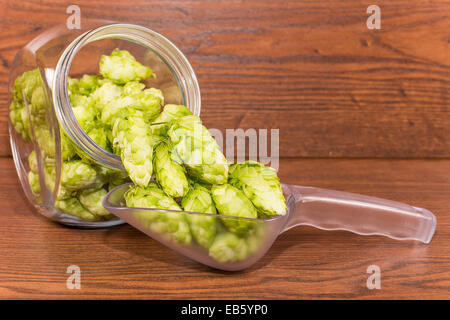 Beulen oder Blütenstand Hopfen gewöhnlichen Stockfoto