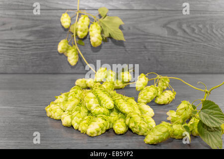 Beulen oder Blütenstand Hopfen gewöhnlichen Stockfoto