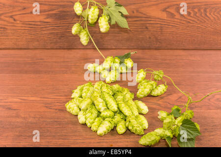 Beulen oder Blütenstand Hopfen gewöhnlichen Stockfoto