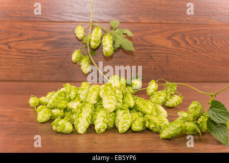 Beulen oder Blütenstand Hopfen gewöhnlichen Stockfoto