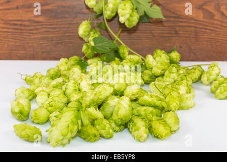 Beulen oder Blütenstand Hopfen gewöhnlichen Stockfoto