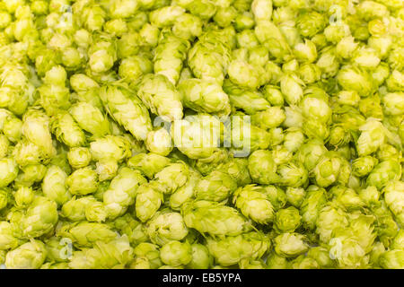 Beulen oder Blütenstand Hopfen gewöhnlichen Stockfoto