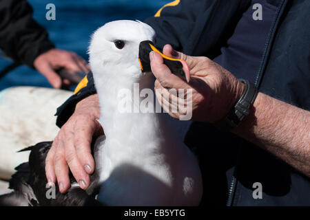 Erwachsene indische gelbe Nase Albatros (Thalassarche Carteri) statt von einem Forscher Stockfoto