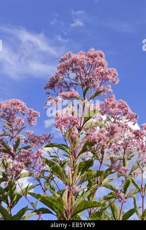 Entdeckt joe-pye Unkraut (eupatorium maculatum Syn. eutrochium maculatum) Stockfoto