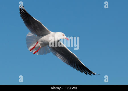 Erwachsenen Silber Möwe (Larus Novaehollandiae) im Flug Stockfoto