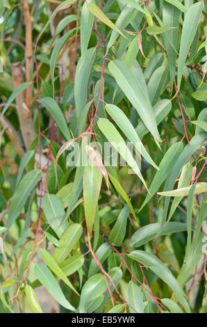 Lemon-scented Gum (corymbia Citriodora syn. Eukalyptus citriodora) Stockfoto