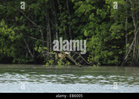 Eine juvenile White-bellied Seeadler in Kelim Karst Geoforest Park auf Langkawi, Malaysia. Stockfoto