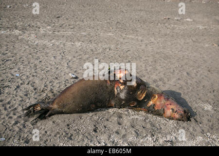 Lima, Peru. 7. November 2014. Ein südamerikanischer Seelöwe (Otaria Flavescens) tot auf dem Strand von Chorrillos in Lima gefunden. © Danielle Villasana/ZUMA Wire/ZUMAPRESS.com/Alamy Live-Nachrichten Stockfoto