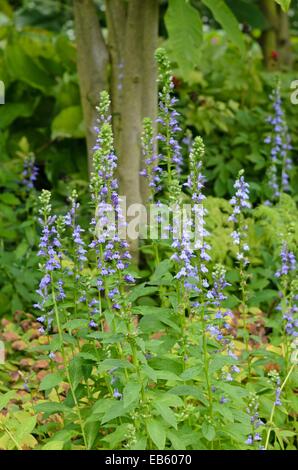 Große Blaue lobelia (lobelia siphilitica) Stockfoto