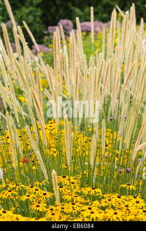 Afrikanische Feder Gras (pennisetum macrourum 'weiße Lancer') und orange Kegel Blüte (Rudbeckia fulgida) Stockfoto