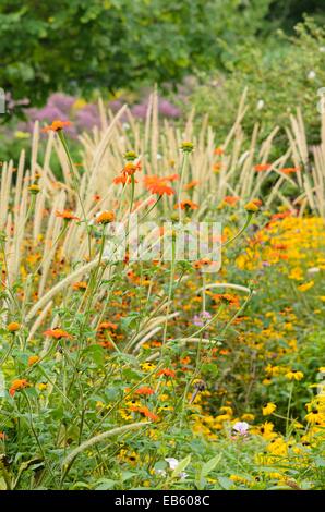 Mexikanische Sonnenblume (tithonia rotundifolia) und afrikanischen Feder Gras (pennisetum macrourum 'weiße Lancer') Stockfoto