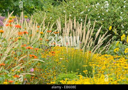 Mexikanische Sonnenblume (tithonia rotundifolia), der afrikanischen Feder Gras (pennisetum macrourum 'weiße Lancer') und orange Kegel Blüte (Rudbeckia fulgida) Stockfoto