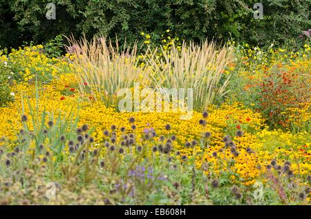 Afrikanische Feder Gras (pennisetum macrourum 'weiße Lancer') und orange Kegel Blüte (Rudbeckia fulgida) Stockfoto