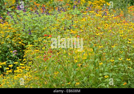 Brown-Eyed Susan (Rudbeckia triloba) Stockfoto