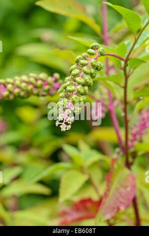 American pokeweed (Phytolacca americana) Stockfoto