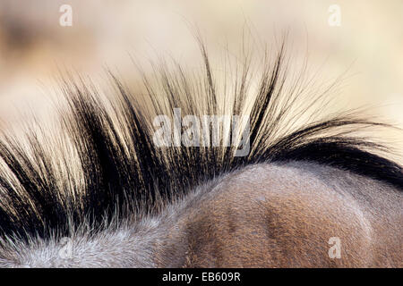 Blaue Gnus (Connochaetes Taurinus) abstrakt - Etosha Nationalpark - Namibia, Afrika Stockfoto