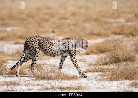 Gepard (Acinonyx Jubatus) - Etosha Nationalpark - Namibia, Afrika Stockfoto