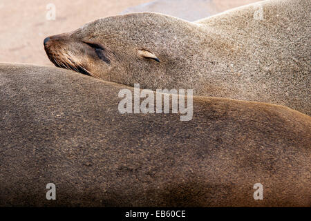 Robben - Cape Cross Seal Reserve - in der Nähe von Henties Bay, Namibia, Afrika Stockfoto