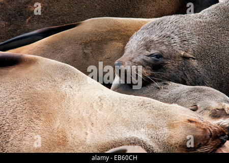 Robben - Cape Cross Seal Reserve - in der Nähe von Henties Bay, Namibia, Afrika Stockfoto