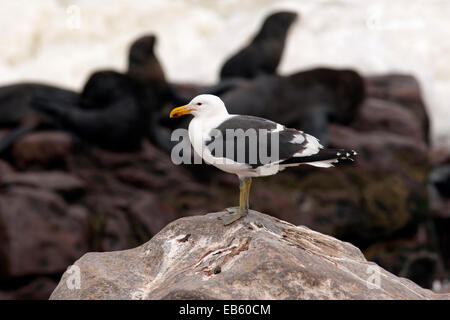 Kelp Gull - Cape Cross Seal Reserve - in der Nähe von Henties Bay, Namibia, Afrika Stockfoto