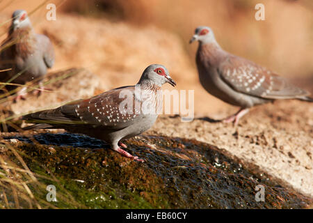 Gesprenkelte Taube (Columba Guinea) bei Mowani Mountain Camp - Twyfelfontein, Namibia, Afrika Stockfoto