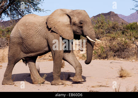 Afrikanischer Elefant (wüstenangepassten) - Huab Fluss, in der Nähe von Twyfelfontein, Damaraland, Namibia, Afrika Stockfoto