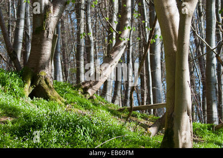 Ramsoms (Allium Ursinum) in Buchenholz (Fagus Sylvatica) am Fluss Tweed Stockfoto