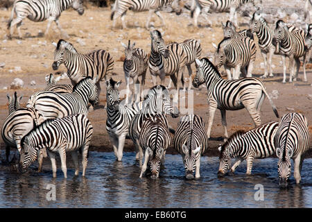 Burchell Zebra (Equus Quagga Burchellii) an Koinchas Wasserstelle in Etosha Nationalpark - Namibia, Afrika Stockfoto