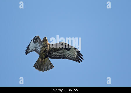 Migrieren von Mäusebussard im Flug (Buteo Buteo) Stockfoto