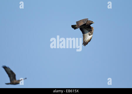 Migrieren von Mäusebussard, Erwachsene im Flug (Buteo Buteo) Stockfoto