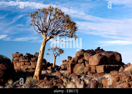 Köcher (Aloe Dichotoma) Baum in dem Riesen Spielplatz - Keetmanshoop, Namibia, Afrika Stockfoto