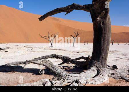 Dead Vlei in Sossusvlei Nationalpark - Namib-Naukluft-Nationalpark, Namibia, Afrika Stockfoto