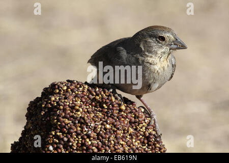 Canyon Towhee (Melozone Fusca oder Pipilo Fuscus) Stockfoto