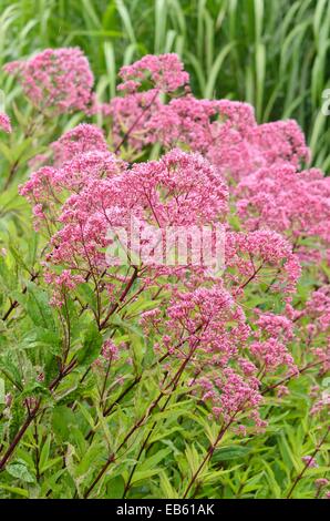 Entdeckt joe-pye Unkraut (eupatorium maculatum 'atropurpureum' syn. eutrochium maculatum 'atropurpureum') Stockfoto