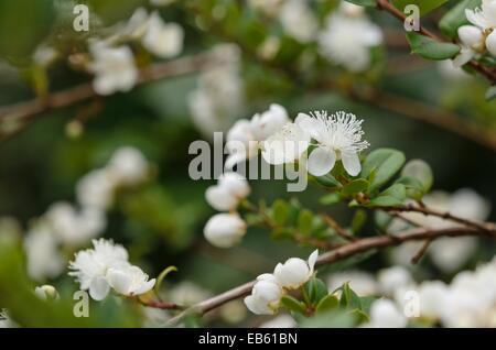 Chilenische Myrte (Luma apiculata) Stockfoto