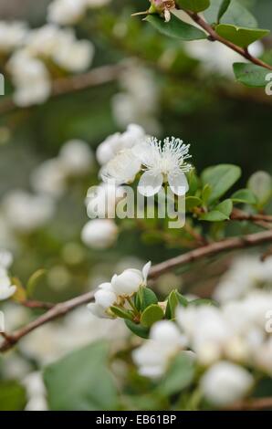 Chilenische Myrte (Luma apiculata) Stockfoto