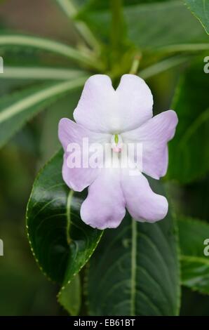 Strauch Balsam (Impatiens sodenii) Stockfoto