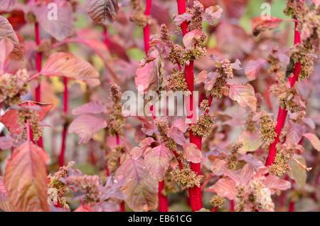 Amaranth (Amaranthus lividus var. rubrum)
