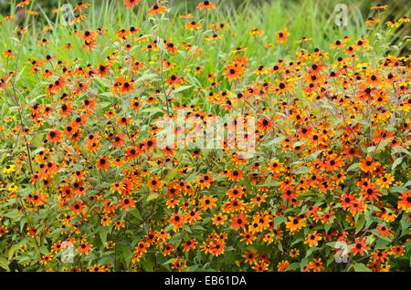 Brown-Eyed Susan (Rudbeckia triloba 'Prairie glow') Stockfoto