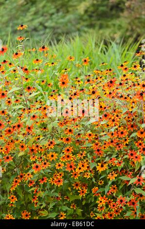 Brown-Eyed Susan (Rudbeckia triloba 'Prairie glow') Stockfoto