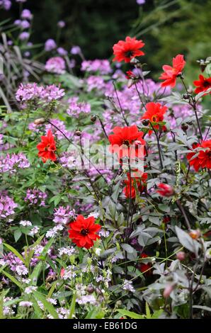 Dahlie (Dahlia Bischof von Llandaff) Stockfoto