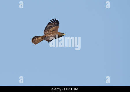 Migrieren von Mäusebussard im Flug (Buteo Buteo) Stockfoto