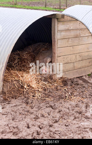 Gloucestershire alten Stelle Schwein Festlegung in seinen Stall am Kinderbauernhof Quoten Farm, Wooburn Common, Buckinghamshire, Großbritannien Stockfoto