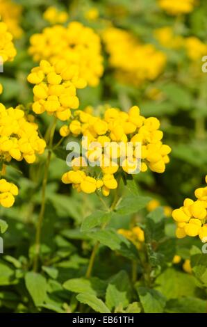 Slipperwort (calceolaria Integrifolia) Stockfoto